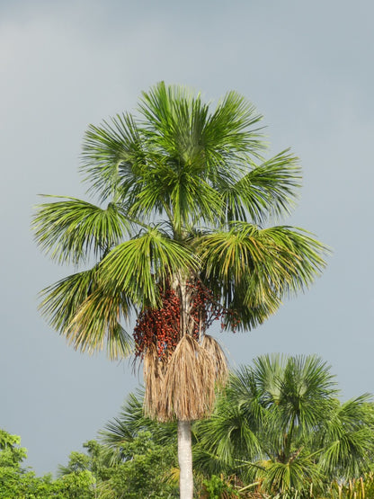 KRAHO BASKETS